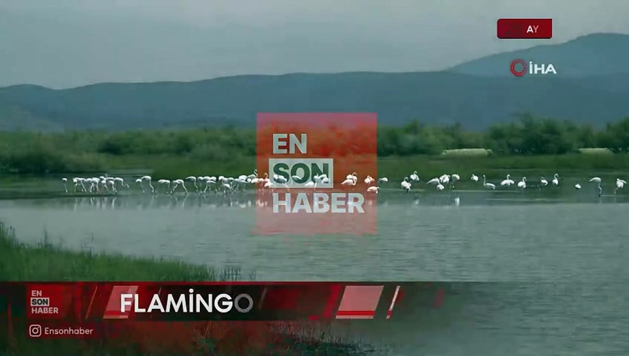 Aydın'da flamingolardan görsel şölen