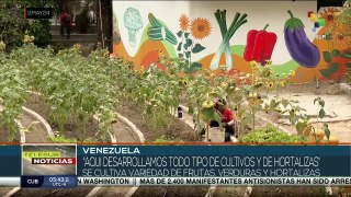 En Venezuela el Ministerio de Agricultura promueve programa de cultivos urbanos