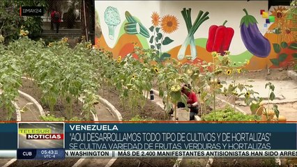 En Venezuela el Ministerio de Agricultura promueve programa de cultivos urbanos