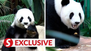 Our pandas are a fertile bunch