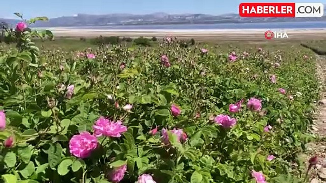 Göl Manzaralı, Gül Kokulu Bahçelerde Hasat Erken Başladı