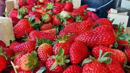 Çilek köyünde hasat başladı