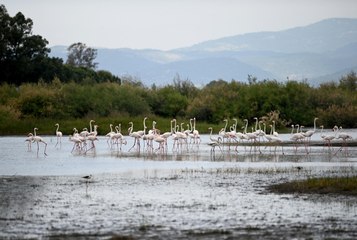 Pamucak'ın pembe rüyası Flamingoların sazlık dansı!