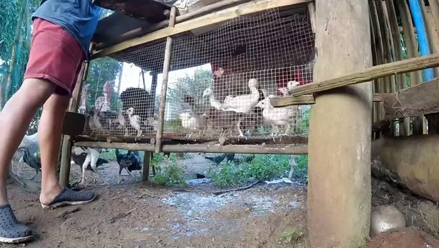 Deworming Of Chickens and Turkeys chicken