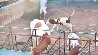 Watch and enjoy cow funny moments