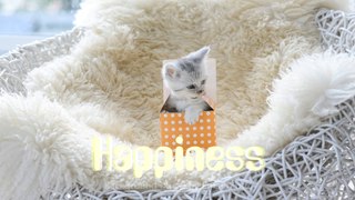 Happiness • Happy Playful Fun / Instrumental Background Music For Videos (FREE DOWNLOAD)
