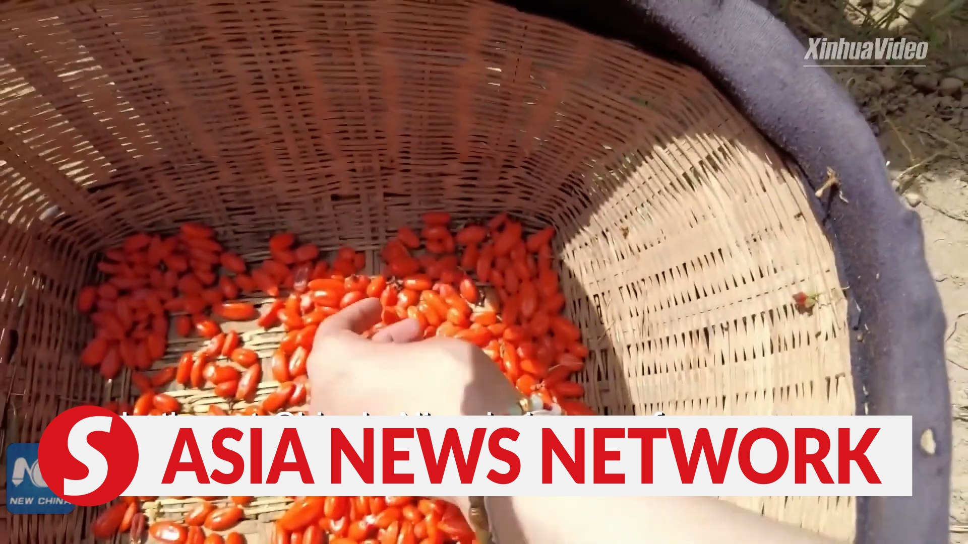 Sci-tech innovation boosts value of Ningxia's goji berries