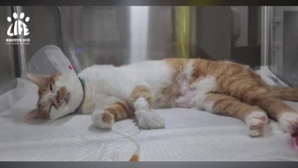 '고양이 급사' 농식품부 "사료 문제없어...원인물질 추가 조사" / YTN