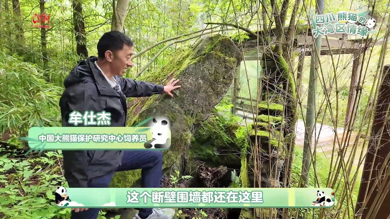 相·见｜四川熊猫的大湾区情缘