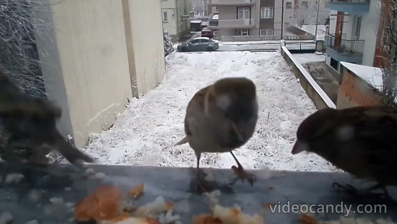 KUŞLAR ve Kar (online-video-cutter.com)_added