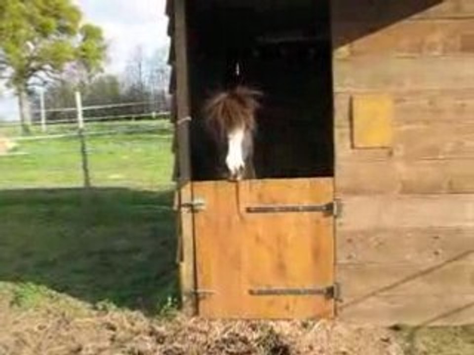 CHEYENNE DANS SON BOX
