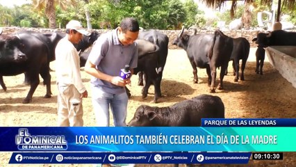 Amor maternal en Parque de las Leyendas: ¿Sabías que las mamás vicuñas son “celosas”?