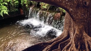 Soothe Your Soul Waterfall Sounds & Lush Greenery