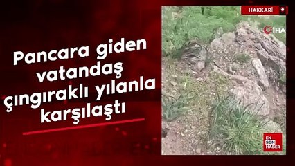 Hakkari'de pancara giden vatandaş çıngıraklı yılanla karşılaştı