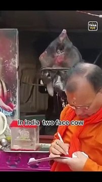 Two headed cow in india | two faces cow | cow with two heads