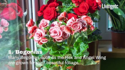 Plants That Flourish On Windowsills