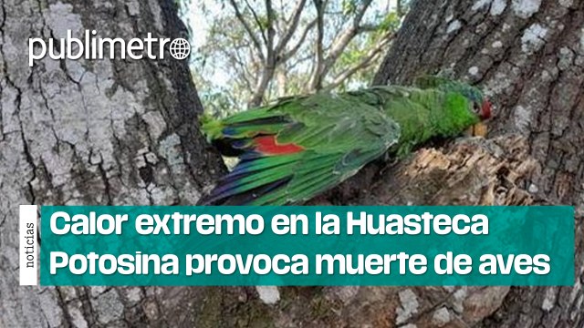 Calor extremo en la Huasteca Potosina provoca el deceso de aves por decenas