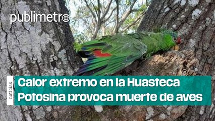 Calor extremo en la Huasteca Potosina provoca el deceso de aves por decenas
