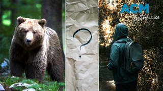What is the ‘man or bear’ TikTok debate?