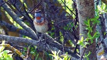 The Bluethroat: Close Up HD Footage (Luscinia svecica)