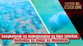 Sangkatutak na makamandag na blue jellyfish, dumagsa sa dagat sa Mindanao | Kapuso Mo, Jessica Soho