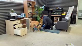Kirk the AFP technology detection dog hunting a hidden storage device