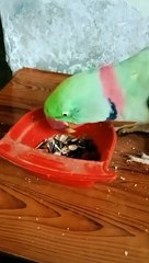 Babli ka Mitthu Eating Sunflowers  Seeds Indian Raw Parrot