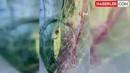 Amatör balıkçı 15 kiloluk balığı yakaladı