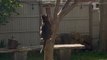 Cat Play Fights Fellow on Cat Tree in Backyard