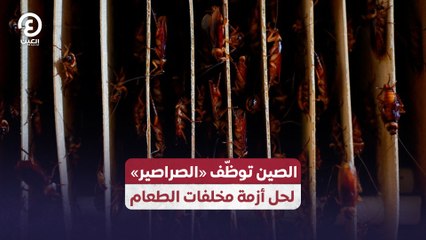 الصين توظّف «الصراصير» لحل أزمة مخلفات الطعام