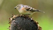 The Brambling: Close Up HD Footage (Fringilla montifringilla)