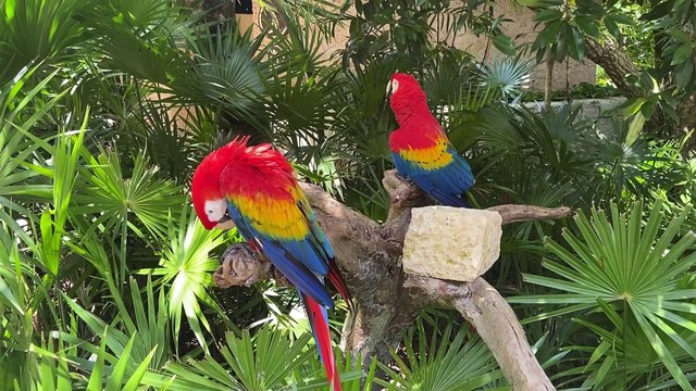 Cena Relaxante - Dois Lindos Papagaios Descansando Na Natureza!