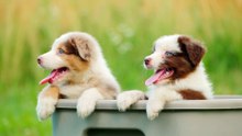 Trio de Alegria - Três Cachorrinhos Felizes em um Cesto!