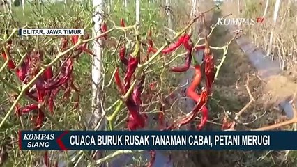 Cuaca Buruk Rusak Tanaman Cabai, Petani di Blitar Merugi