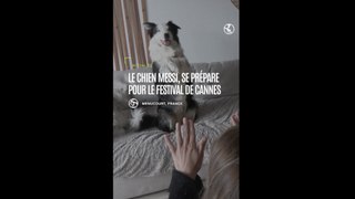 Le chien Messi, se prépare pour le festival de Cannes