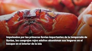 La migración del cangrejo rojo de la Isla de Navidad se apodera de la costa