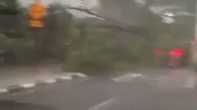 隆市下午一场暴风雨 槟榔路树倒砸中轿车e