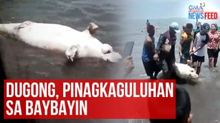 Dugong, pinagkaguluhan sa baybayin | GMA Integrated Newsfeed