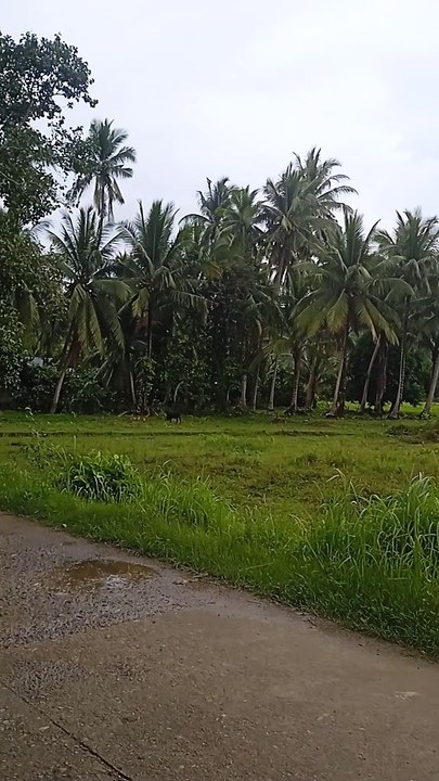 Bukid 