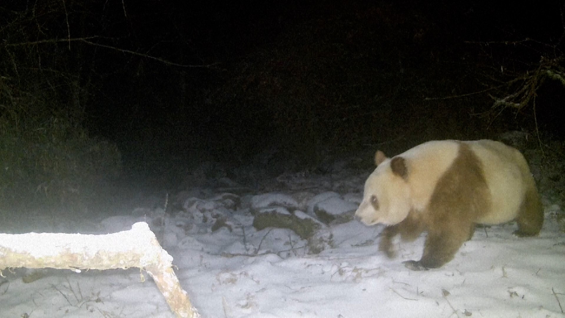 Avistan en China un tipo de oso panda extremadamente extrao que no se vea desde haca seis aos