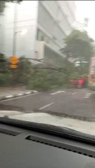 隆市中心树倒压车，惊险瞬间！🌳🚗