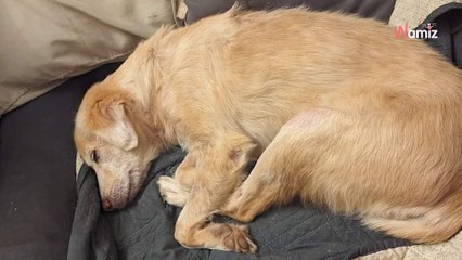 Après toute une vie en cage, elle a survécu à une terrible attaque de chiens et mérite de trouver enfin le bonheur