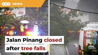 Jalan Pinang temporarily closed after tree falls