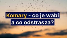 Komary - co je wabi a co odstrasza?