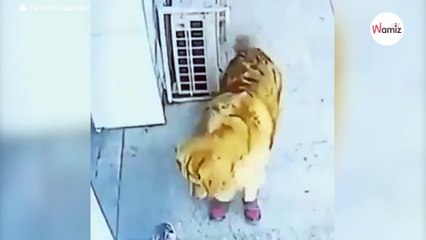 Rentner geht Gassi: Plötzlich fällt etwas vom Himmel und macht ihn bewusstlos (Video)