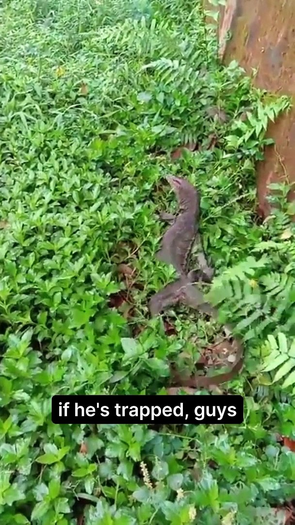 ⁣Lizards attack while defending themselves