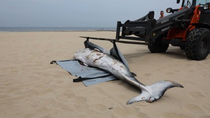 Un rorqual de 300 kg et 3 mètres de long s’échoue à Ostende