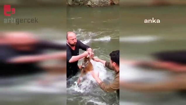 Çoruh Nehri'ne düşen karaca kurtarıldı