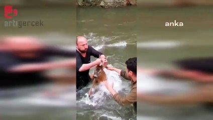 Çoruh Nehri'ne düşen karaca kurtarıldı