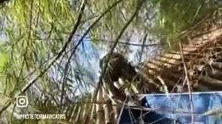 Homem resgata pitbull preso no telhado